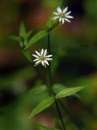 Attēlu rezultāti vaicājumam “Stellaria crassifolia leaf”