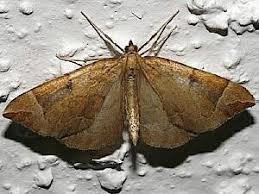 Attēlu rezultāti vaicājumam “Eulithis testata”