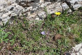 Attēlu rezultāti vaicājumam “Viola rupestris bud”