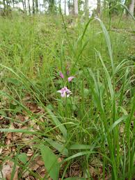 Attēlu rezultāti vaicājumam “Cephalanthera rubra leaf”