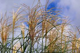 Attēlu rezultāti vaicājumam “Gramineae”