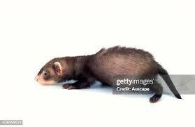 Attēlu rezultāti vaicājumam “Mustela putorius”