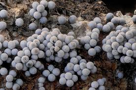 Attēlu rezultāti vaicājumam “Badhamia capsulifera”