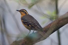 Image result for Ixoreus naevius