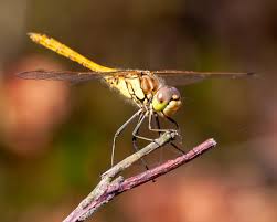 Attēlu rezultāti vaicājumam “Sympetrum vulgatum female”