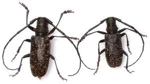 Attēlu rezultāti vaicājumam “Monochamus sutor”