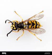 Attēlu rezultāti vaicājumam “Vespula germanica male”