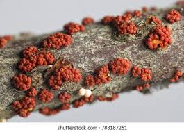 Attēlu rezultāti vaicājumam “Nectria cinnabarina”