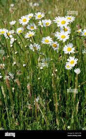 Image result for Chrysanthemum leucanthemum