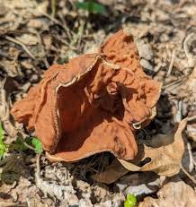 Attēlu rezultāti vaicājumam “Fuligo gyrosa macro”