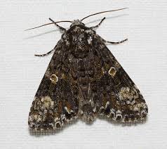 Attēlu rezultāti vaicājumam “Craniophora ligustri imago”