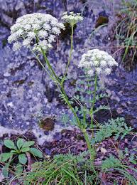 Attēlu rezultāti vaicājumam “Cenolophium denudatum”