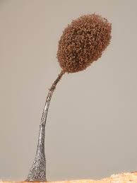 Attēlu rezultāti vaicājumam “Comatricha tenerrima spores”