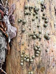 Attēlu rezultāti vaicājumam “Lycogala exiguum aggr. sessile”