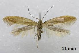 Attēlu rezultāti vaicājumam “Argyresthiidae”