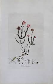 Attēlu rezultāti vaicājumam “Erica tetralix leaf”