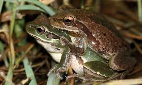 Attēlu rezultāti vaicājumam “Hyla arborea adult”