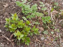 Attēlu rezultāti vaicājumam “Heracleum sphondylium subsp. sibiricum fruit”