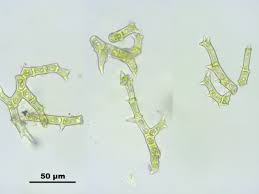 Attēlu rezultāti vaicājumam “Thuidium recognitum”