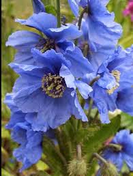 Image result for Meconopsis betonicifolia