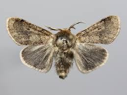 Attēlu rezultāti vaicājumam “Gynaephora selenitica larva”