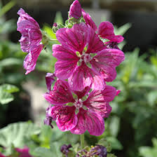 Image result for Malva sylvestris