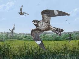 Image result for Chordeiles minor