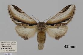 Attēlu rezultāti vaicājumam “Pheosia gnoma male”