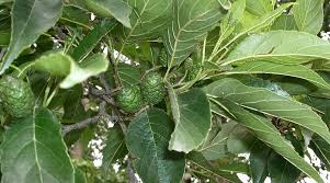 Attēlu rezultāti vaicājumam “Alnus”