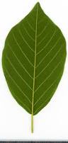 Attēlu rezultāti vaicājumam “Frangula alnus leaf”