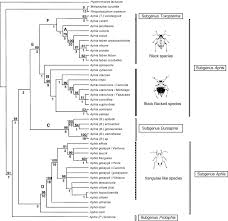 Attēlu rezultāti vaicājumam “Aphis jacobaeae”