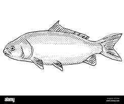 Image result for Ictiobus niger