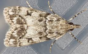 Attēlu rezultāti vaicājumam “Eudonia lacustrata”