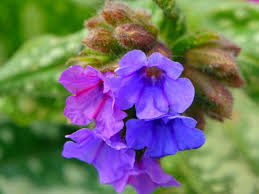 Attēlu rezultāti vaicājumam “Pulmonaria saccharata leaf”