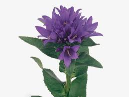 Attēlu rezultāti vaicājumam “Campanula glomerata leaf”