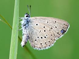 Attēlu rezultāti vaicājumam “Maculinea alcon underside”