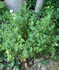 Image result for Melissa officinalis