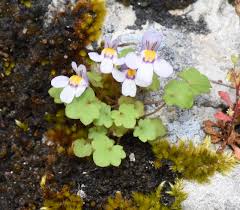 Attēlu rezultāti vaicājumam “Cymbalaria muralis”
