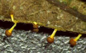 Attēlu rezultāti vaicājumam “Physarum braunianum macro”