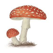 Attēlu rezultāti vaicājumam “Amanita muscaria”