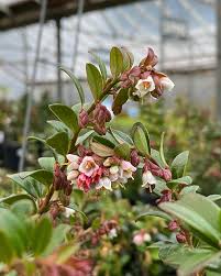 Attēlu rezultāti vaicājumam “Vaccinium vitis-idaea flower”