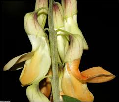 Attēlu rezultāti vaicājumam “Lathyrus laevigatus”