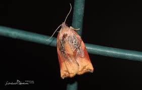 Attēlu rezultāti vaicājumam “Archips podana female”