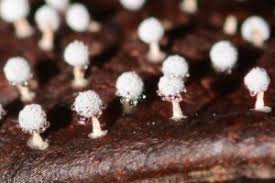 Attēlu rezultāti vaicājumam “Didymium spongiosum”