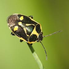 Attēlu rezultāti vaicājumam “Eurydema oleracea imago”