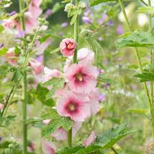 Attēlu rezultāti vaicājumam “Alcea rosea”
