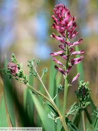 Image result for Fumaria officinalis