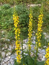 Image result for Verbascum nigrum