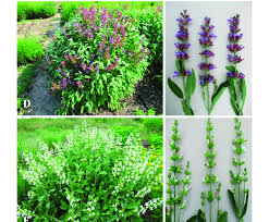 Attēlu rezultāti vaicājumam “Salvia officinalis”