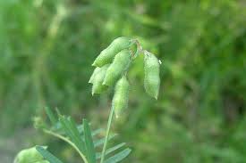 Attēlu rezultāti vaicājumam “Vicia hirsuta”
